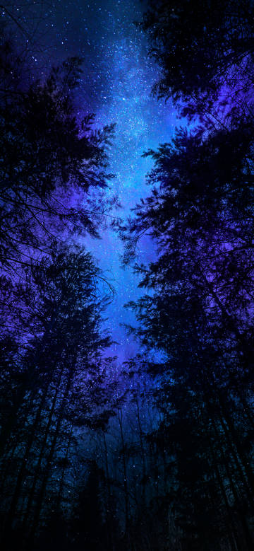 Dreamy night forest starry sky