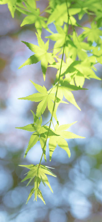 Fresh maple leaves in sunlight