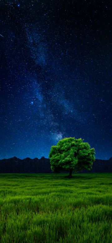 Lonely green tree under starry sky