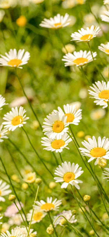 Fresh daisy blooming scene