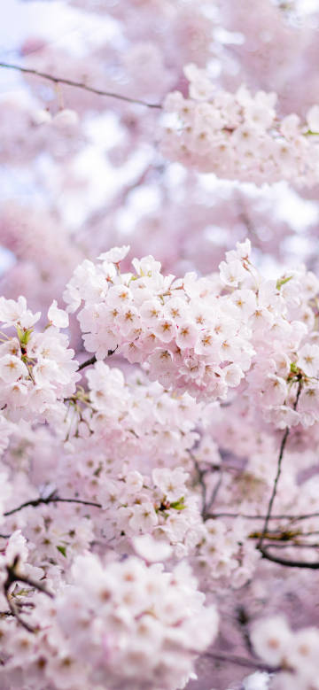 Delicate cherry blossom scene