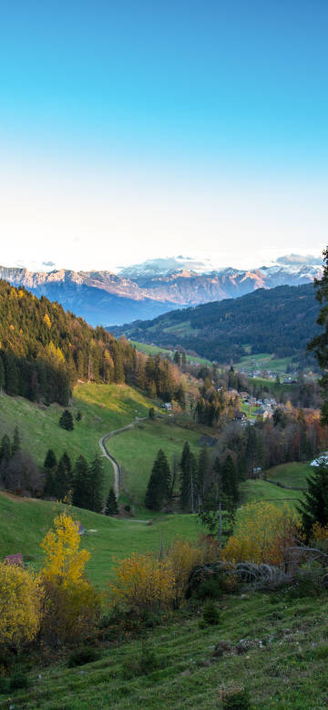 A village surrounded by lush green trees