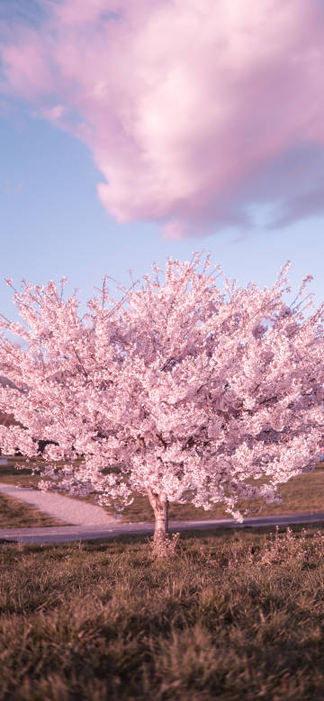 Pink cherry blossom tree under the sky