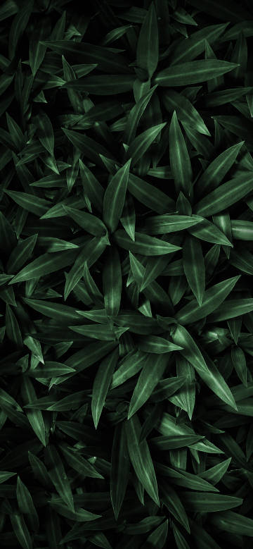 Dark green leaves