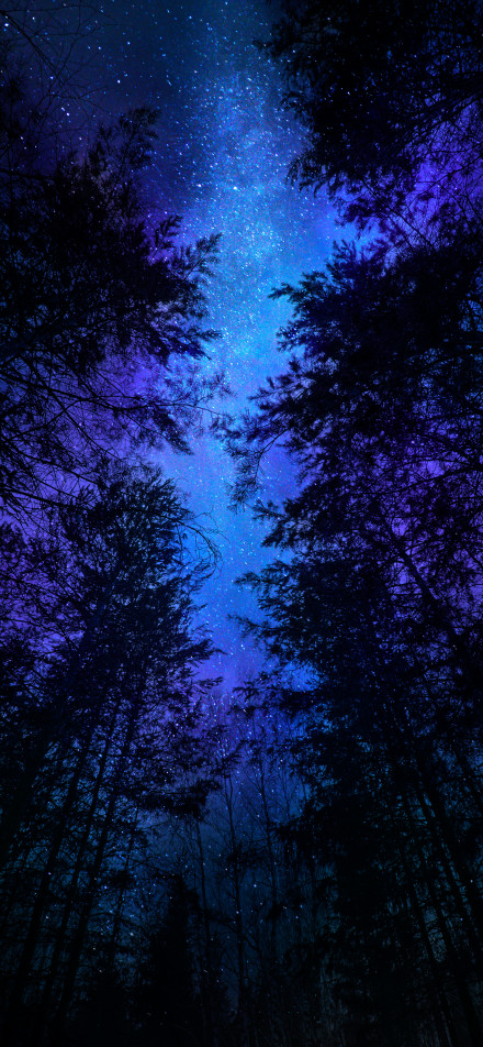 Dreamy night forest starry sky