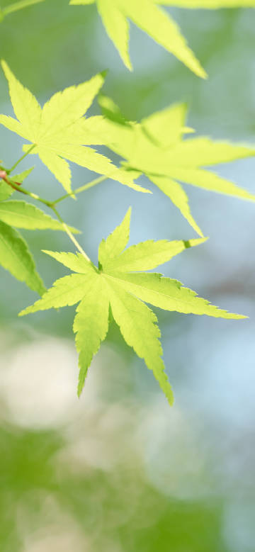 Beautiful tender green leaves