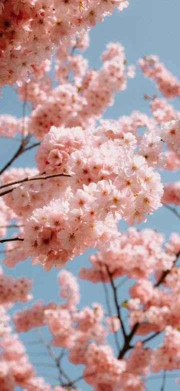 Beautiful scene of pink cherry blossoms and blue sky