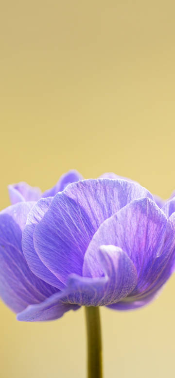 Elegant fresh purple flower