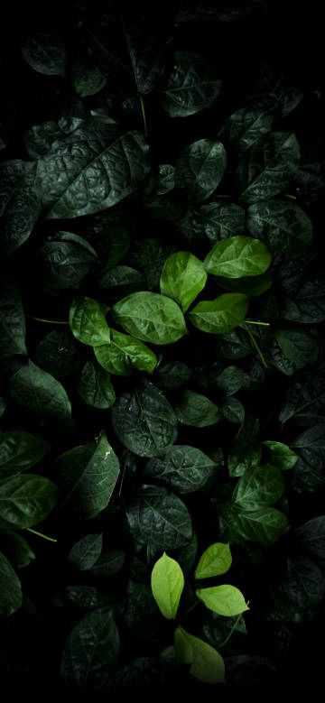 Green leaves on dark green background