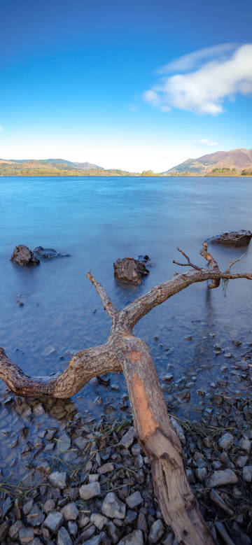 Lake side scenery with dead wood