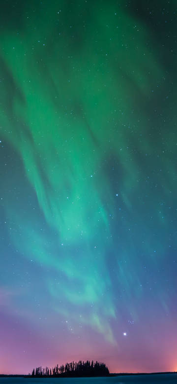 Trees under aurora at night
