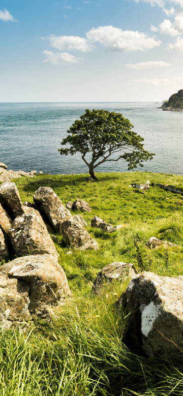 Scenery of a single tree by the sea