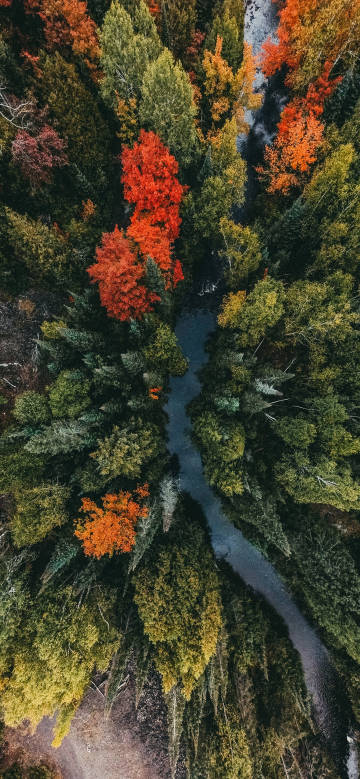 Autumn river scenery in the forest