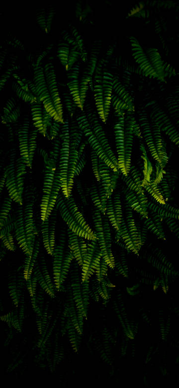 Beautiful fern plant leaves on black background