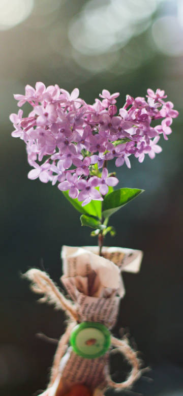 Lilac wrapped in newspaper