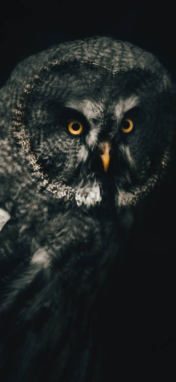 Owl against a dark background
