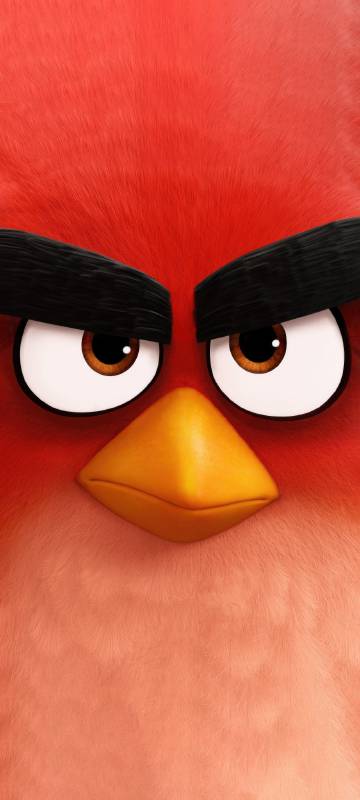 Close-Up of an angry bird