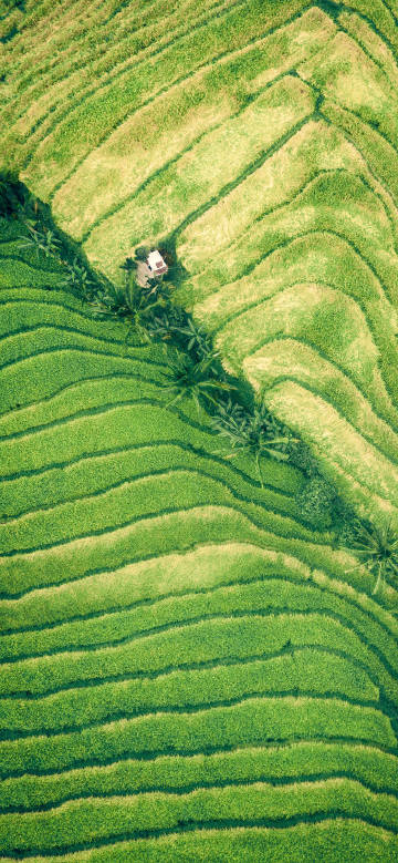Layered green terraced fields