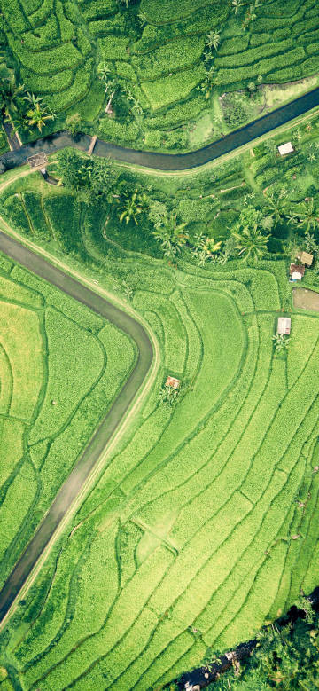 Green terraced fields from above