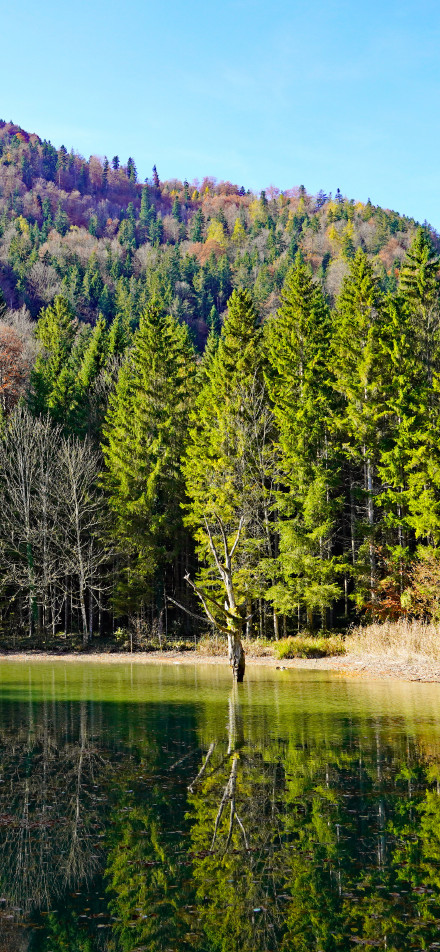 Tree reflection on peaceful lake