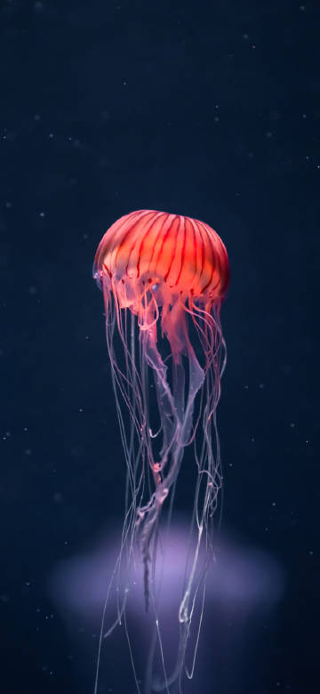 Red jellyfish swims gracefully