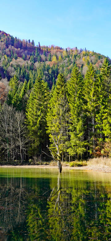 Tree reflection on peaceful lake
