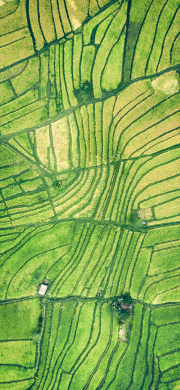 Overlooking neat terraced fields