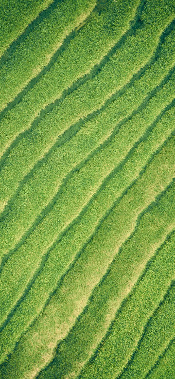 Green striped field landscape