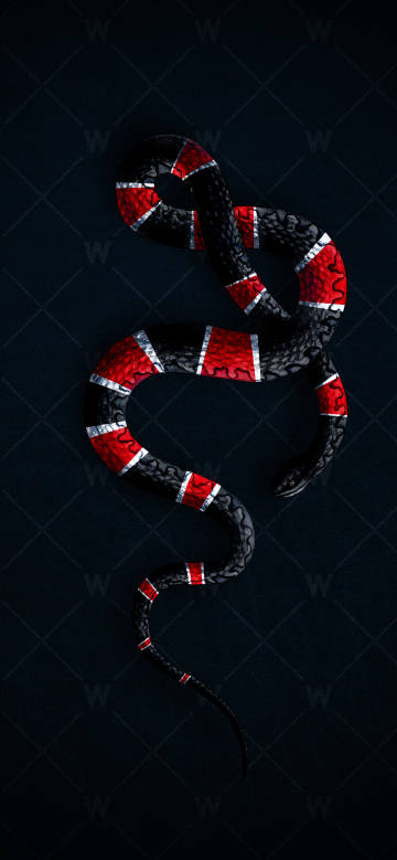 Red and black striped snake on dark background