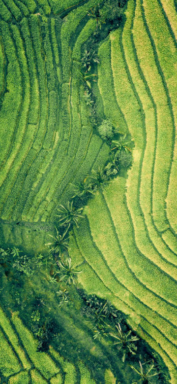Beautiful terraced fields outlined by nature
