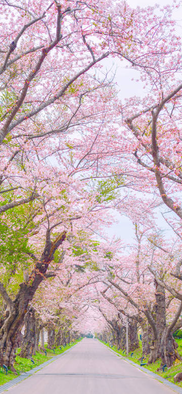 Cherry blossoms blooming along the beautiful road