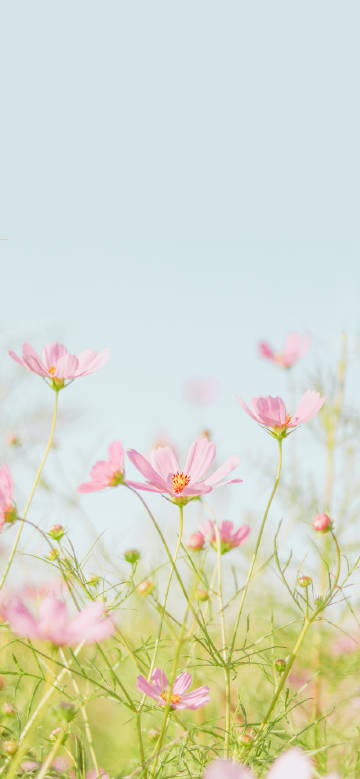 Beautiful pink flowers in full bloom