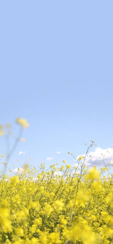 Fresh scenery of yellow flowers and blue sky