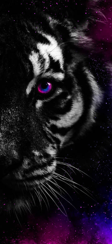 Tiger’s gorgeous eyes under starry sky