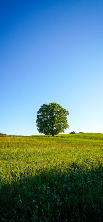 A single tree on the vast grassland