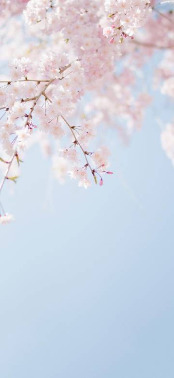 Fresh scene of cherry blossoms and blue sky