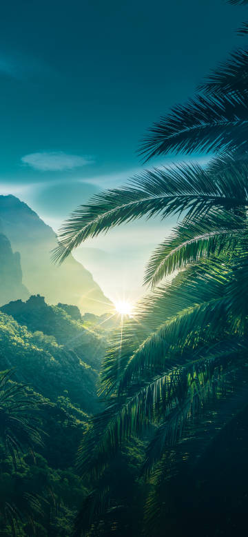 Sunlight spreading among mountain forest and palm leaves
