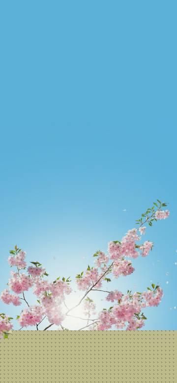 Cherry blossoms in sunlight under blue sky