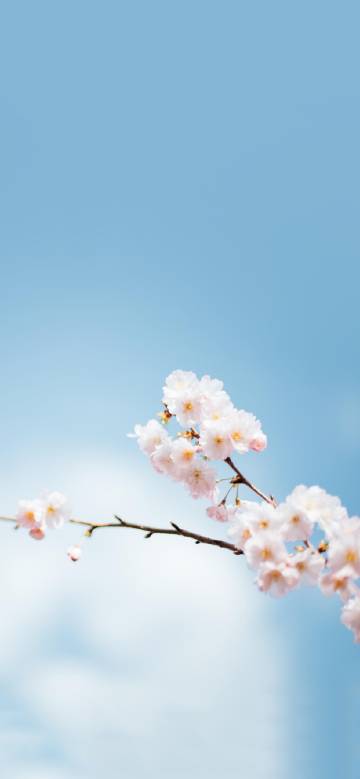 Scenic beauty of cherry blossoms against blue sky