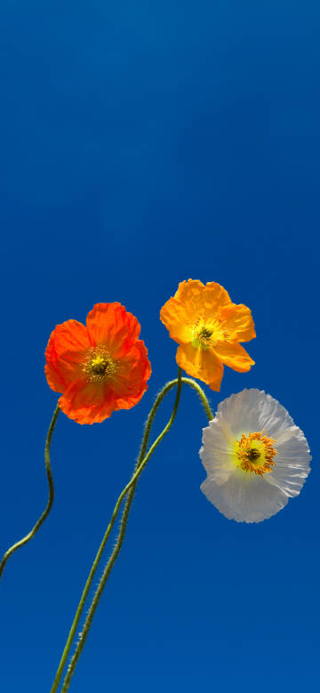 Vivid three flowers under the blue sky