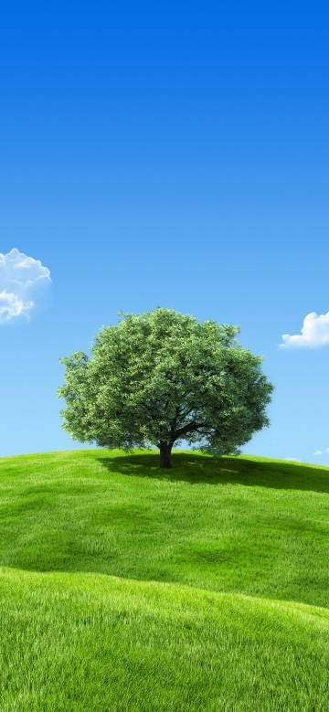 Tree on green grassland against the bue sky