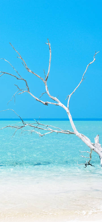 Scenery of a dead tree by the blue sea and sky