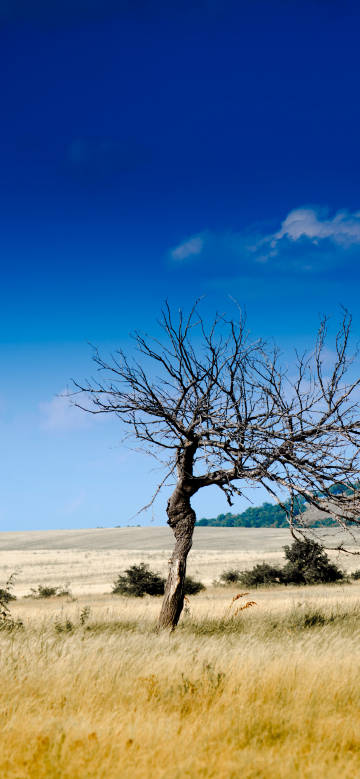 Scenic dead tree on the prairie against the blue sky