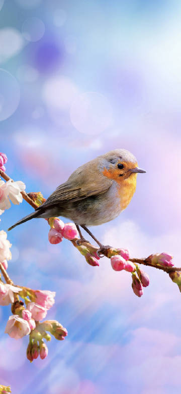 Cute bird on the flowering branch