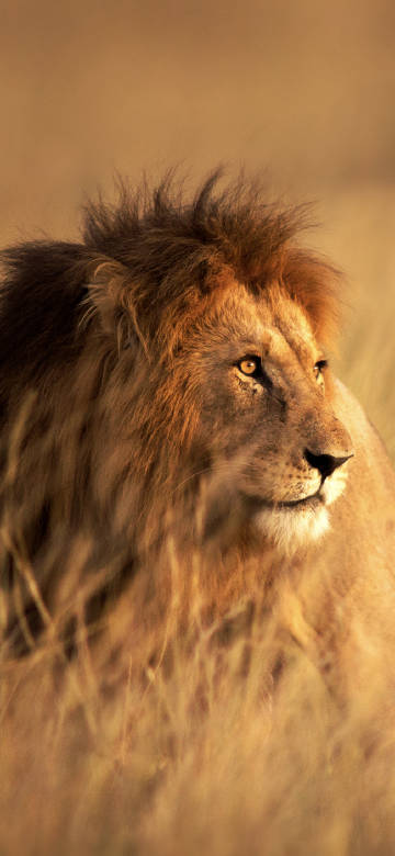 Majestic lion on the grassland