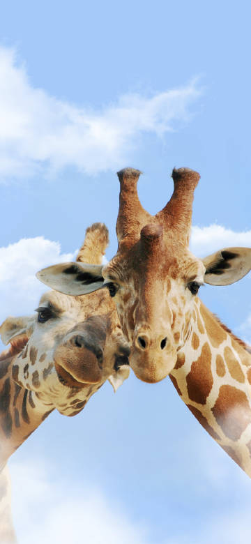 Cute giraffes against the blue sky