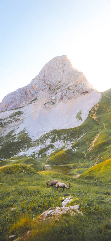 Animals and grassland under the great mountain
