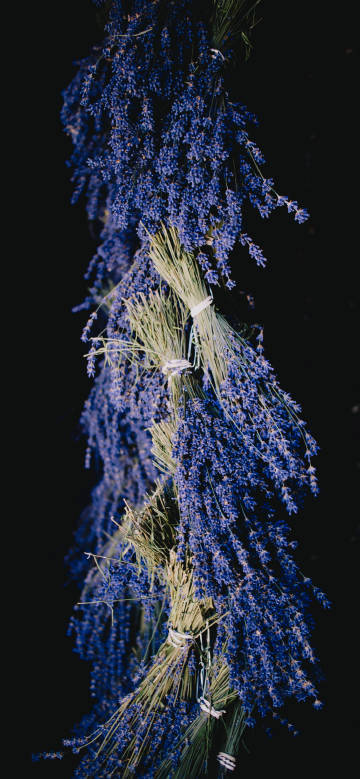 Bundles of purple lavender