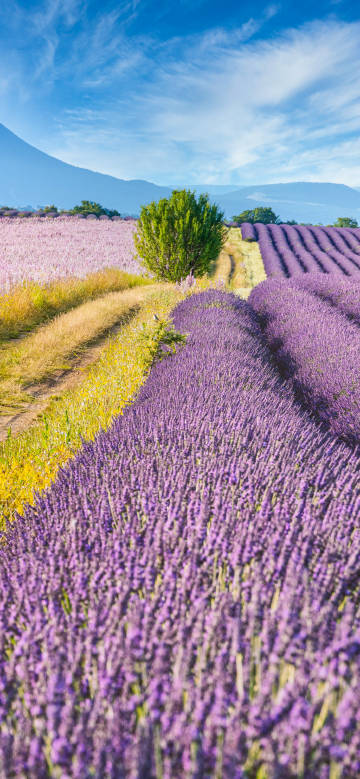 Lavender field in the sun