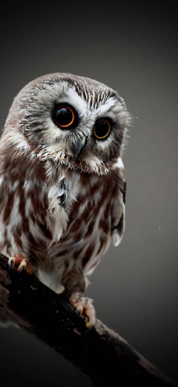 Cute owl perching on the branch